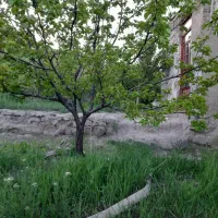 باغ کوچک یا باغچه|فروش خانه و ویلا|صوفیان, |دیوار