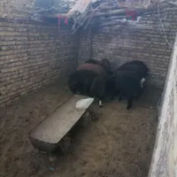 فروش بره نرچاق