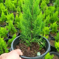 کاج لاوسون گلدان۳/۵و۱۲|گل و گیاه طبیعی|کلاچای, |دیوار