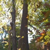 فروش چوب چنار