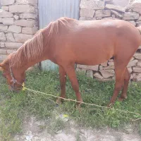 کره اسب نژاد کرد