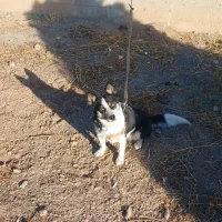 سگ پاکوتاه خوشگل وزیبا