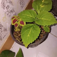 گل فروشی|گل و گیاه طبیعی|گلبهار, شهر جدید گلبهار|دیوار