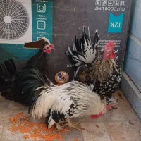 مرغ و خروس  مینیاتوری