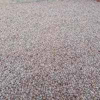 لوبیا چیتی|خوردنی و آشامیدنی|دره شهر, |دیوار