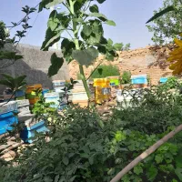 عسل گون