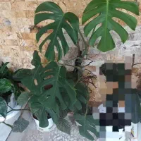 گل های  اپارتمانی