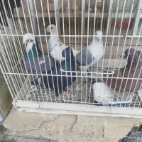 دوردکبوتر|پرنده|شیراز, سعدیه شمالی|دیوار