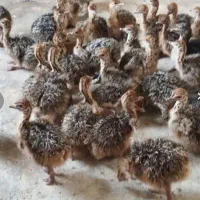 ۳۴۰ راس شتر مرغ ۳۰ روزه جزیی و یکجا