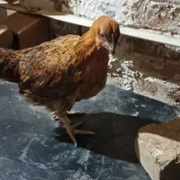 جوجه محلی ۴ ماهه