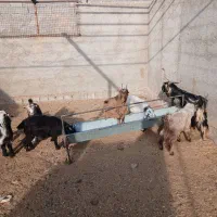 فروش بزغاله