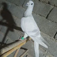 تعدادی کفتر رنگی تکپر|پرنده|مینودشت, |دیوار