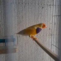 فنچ نر گلدین