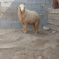 بره|حیوانات مزرعه|اهواز, الهائی|دیوار