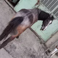 اسب دوسال سواری باری