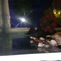 ماهی آکواریم|ماهی|محمدیه-قزوین, |دیوار