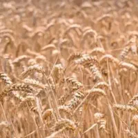 فروش گندم بذری دیم منی ۹۰