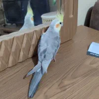 ضمانت جوجه کشی مسته فول رام سوت میزنه تخفیف داره