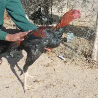 خروس لاری|حیوانات مزرعه|انبارآلوم, |دیوار