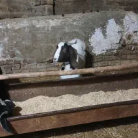 ۳ عدد بز ماده|حیوانات مزرعه|همدان, |دیوار