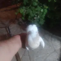 کبوتر لیمو خال سیاه