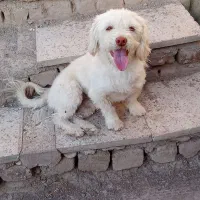 سگ شیتزو خانگی شناسنامه دار|سگ|تربت جام, معدآباد|دیوار