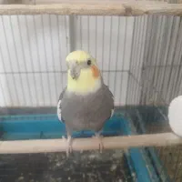 عروس هلندی نر و ماده
