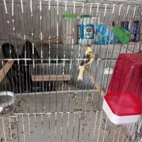 قناری نر|پرنده|ماکو, |دیوار