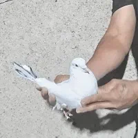 کبوتر.کفتر