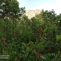 فروش زمین