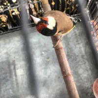 سهره درجه یک به شرط (کوار)|پرنده|شیراز, فرودگاه شهید دستغیب شیراز|دیوار