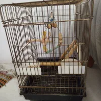 قفس عروس هلندی و...