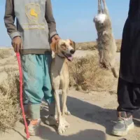 سگ شکاری