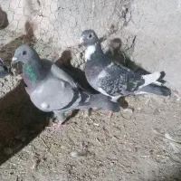 کبوتر