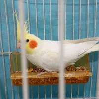 عروس هلندی لوتینوی نر ۸ ماهه