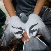 کبوتر سبز المانی|پرنده|مشهد, توس (بلوار توس)|دیوار