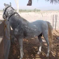 اسب نریان|اسب و تجهیزات اسب‌سواری|جیرفت, |دیوار