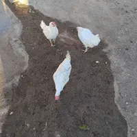 مرغ سفید تخم گذار