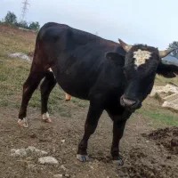 یک عدد گاو دوساله نر هلشتاین و یک گاو دوساله دورگ