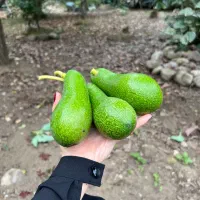 نهال آواکادو بیکن سبز|گل و گیاه طبیعی|پره‌سر, |دیوار