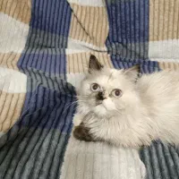 گربه هیماین دختر