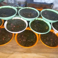 اشپزی.درایران.قوی|خدمات پذیرایی، مراسم|آمل, |دیوار