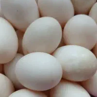 تخم اردک