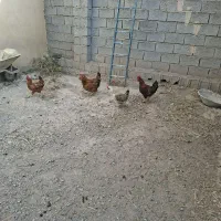 مرغ و خروس