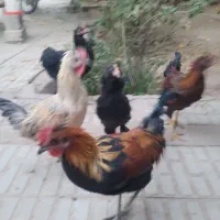 مرغ و خروس نژاد دار