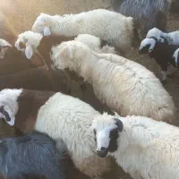 بره کهره دبر چبش|حیوانات مزرعه|پاسارگاد, |دیوار