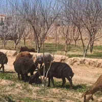 میش افشاری وبره افشاری|حیوانات مزرعه|مهریز, |دیوار