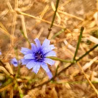 دستبند نقره