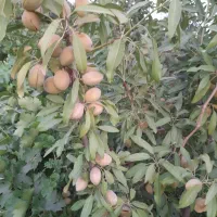 خدمات باغبانی