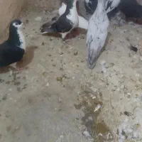 تعداد ۸عدد نر